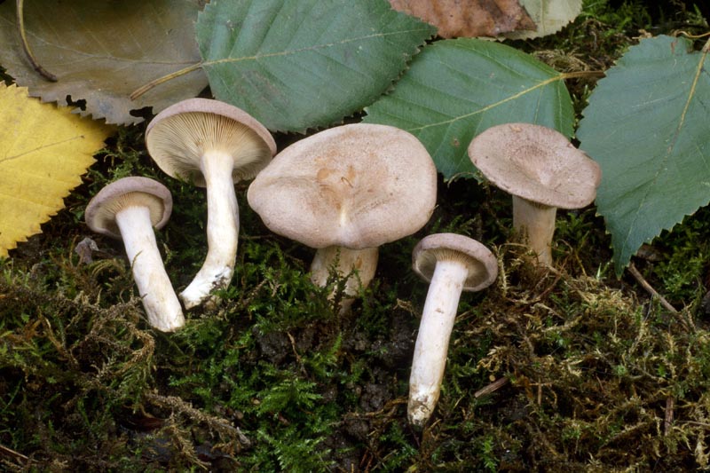 Lactarius glyciosmus
